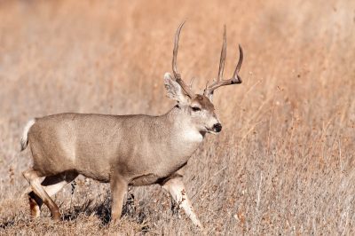 Mule-Deer-Buck