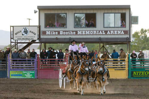 People on mule pulled buggies during Mule Days in Bishop, CA