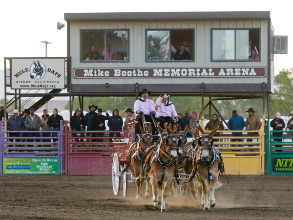 People on mule pulled buggies during Mule Days in Bishop, CA