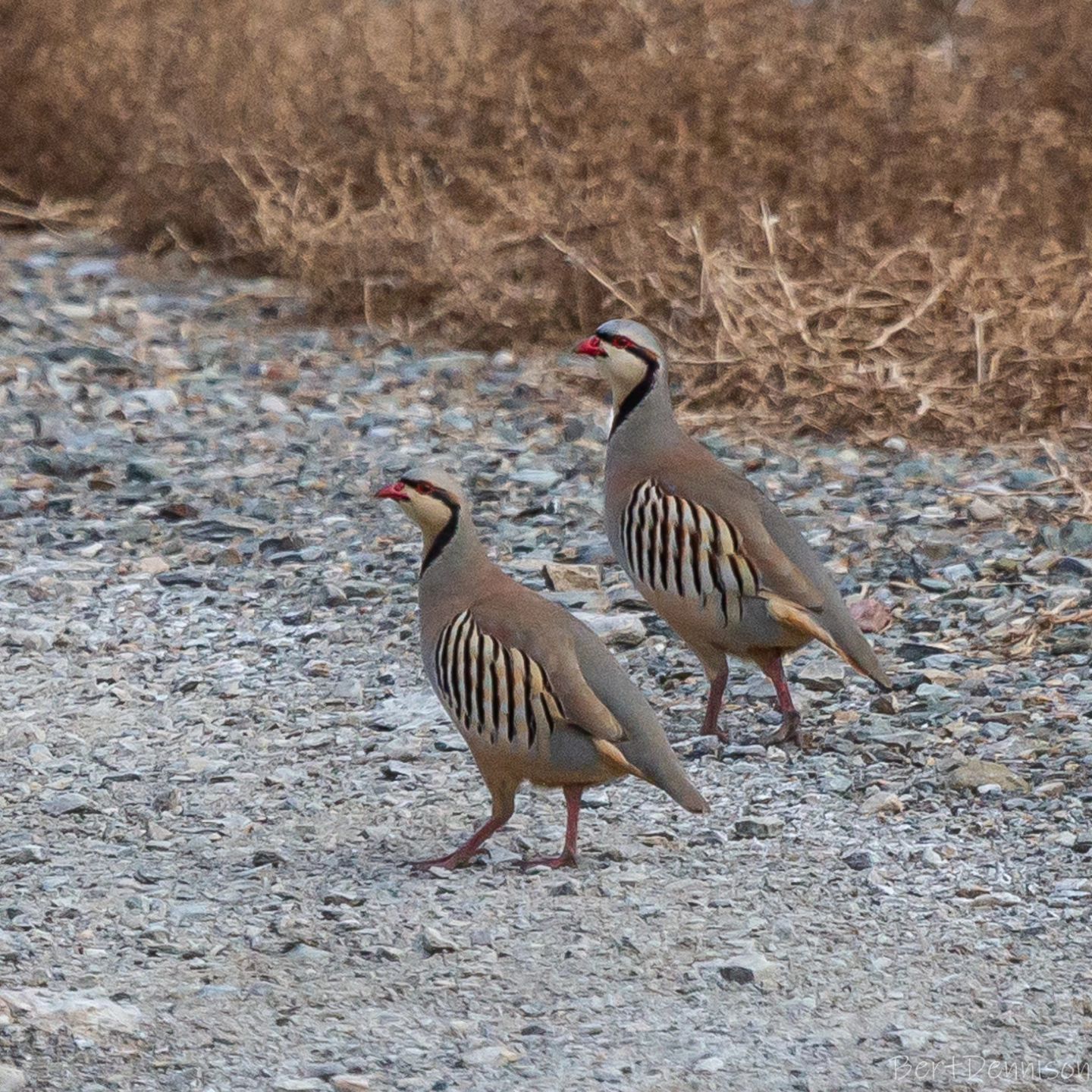 Quail in the Eastern Sierra