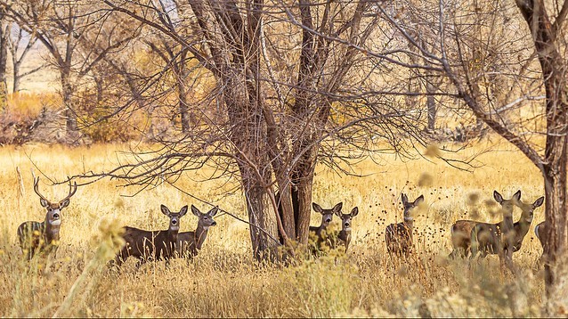 wintering deer in Round Valley