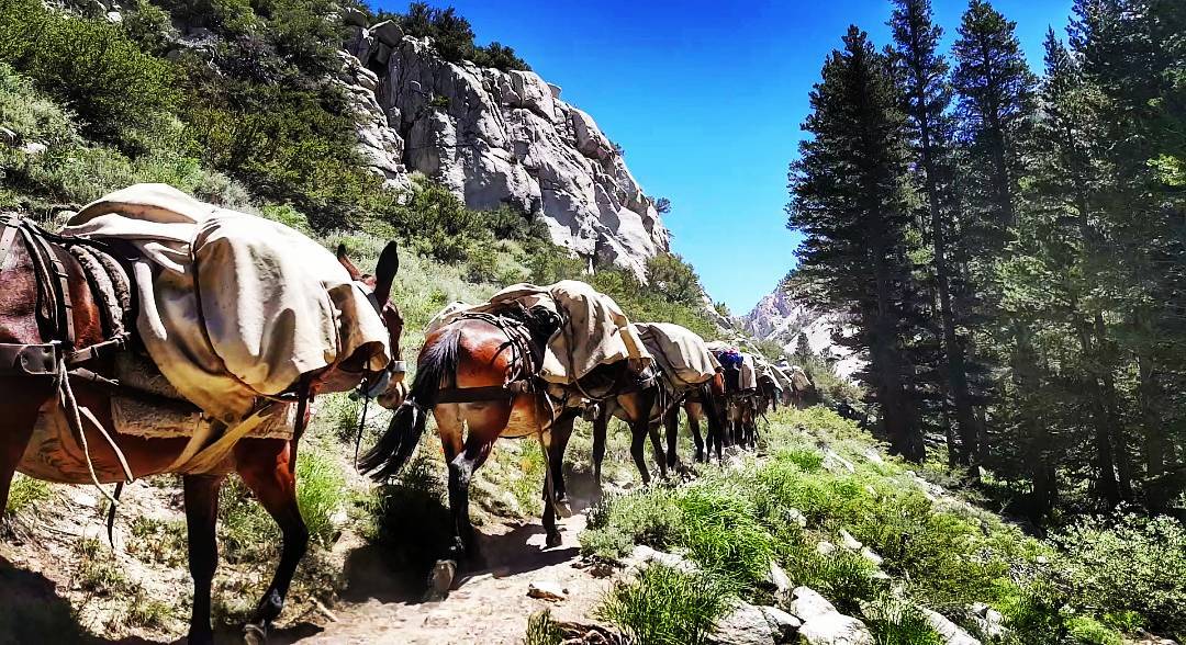 Pine Creek Pack Station mules heading up