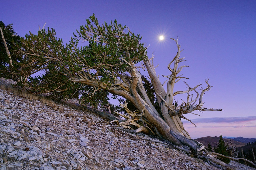 Ancient Bristlecone Pine Forest at dusk