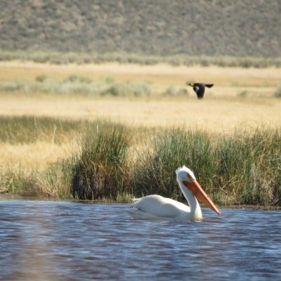 white pelican swimming