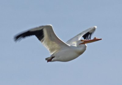 a white pelican in flight