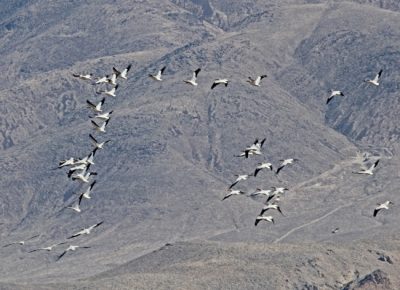 white pelicans in the air, in shifting formations