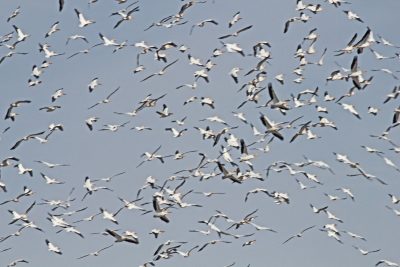 white pelicans in flight above the owens valley