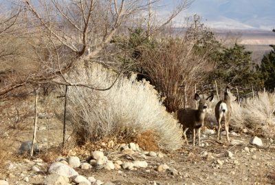 mule deer on the side of the road, grazing