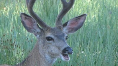 close up of a deer