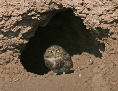 burrowing owl photo