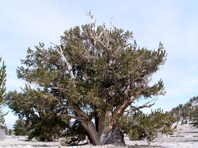 Bristlecone Pine GdJ