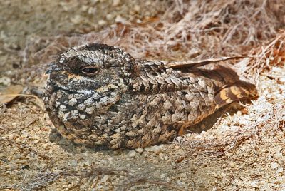 common poorwill bird