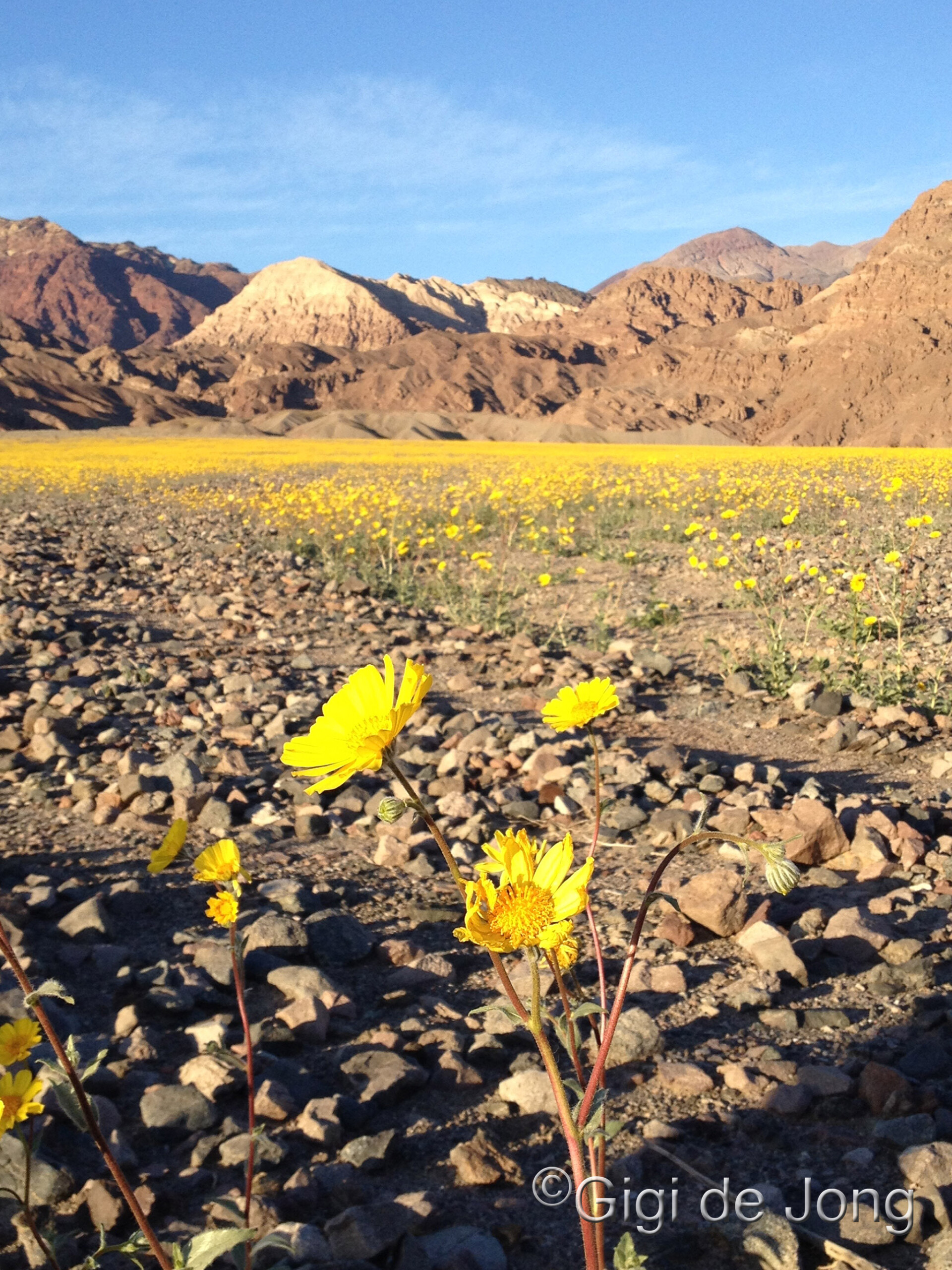 Bright yellow wildflowers in Death Valley during a superbloom