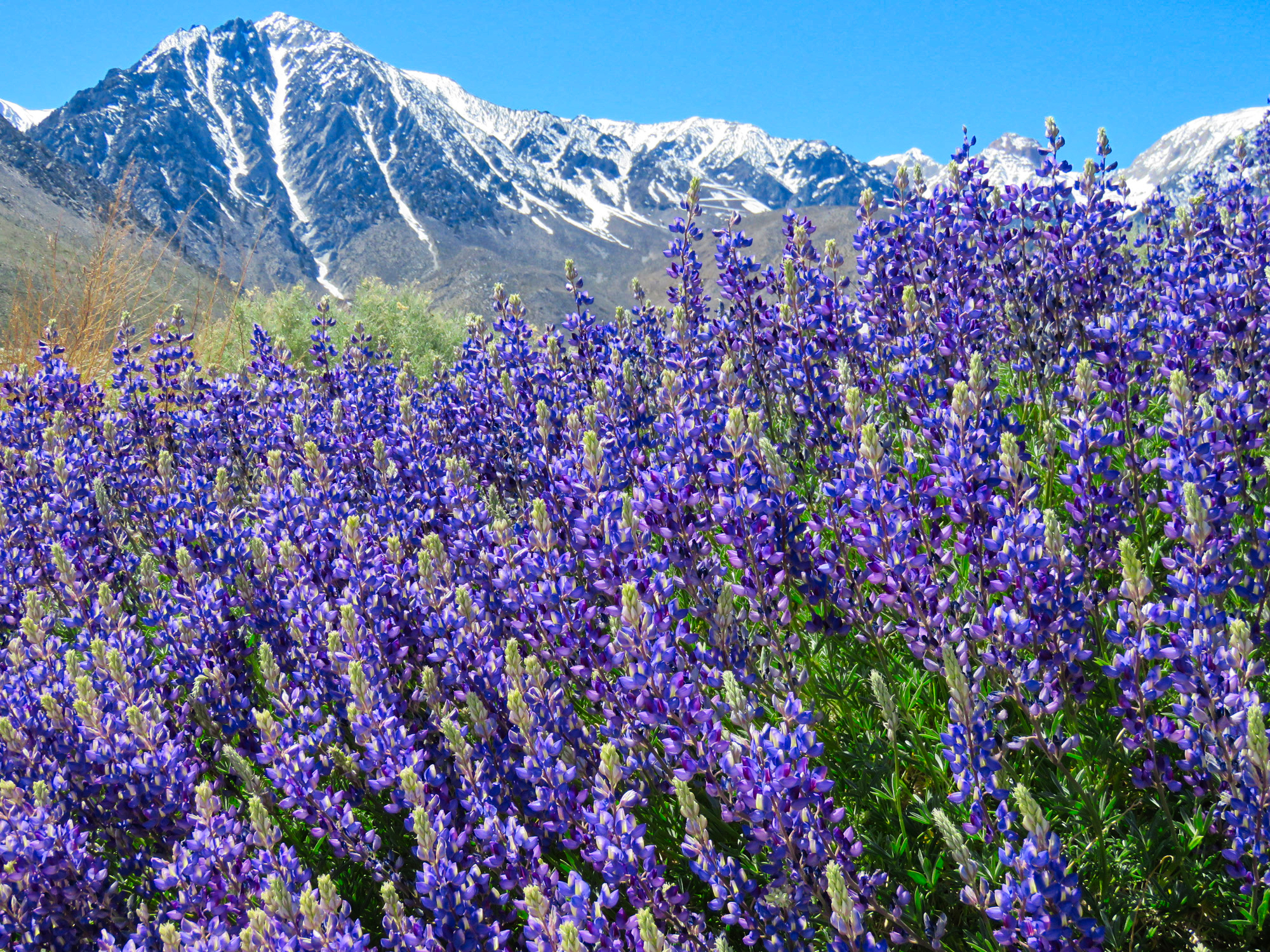 big wildflower bloom in Division Creek