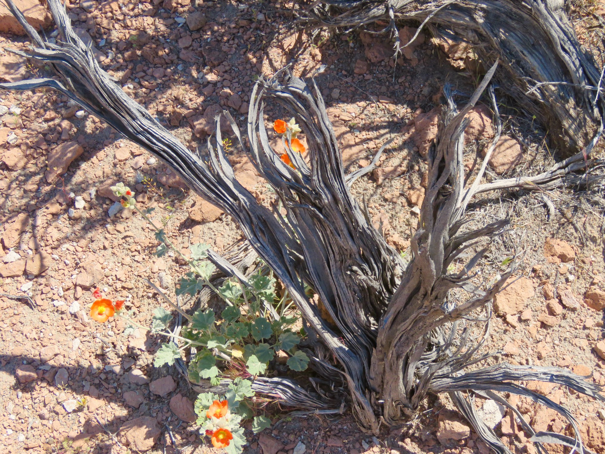 wildflower bloom in Bishop