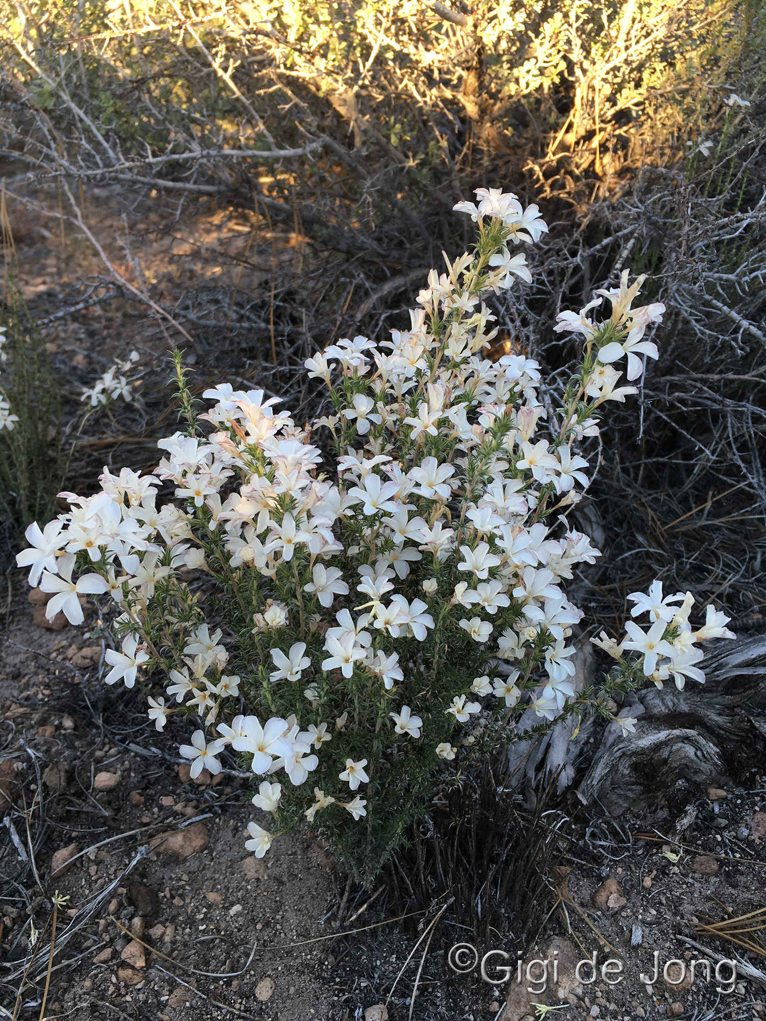 wildflowers blooming in Rock Creek