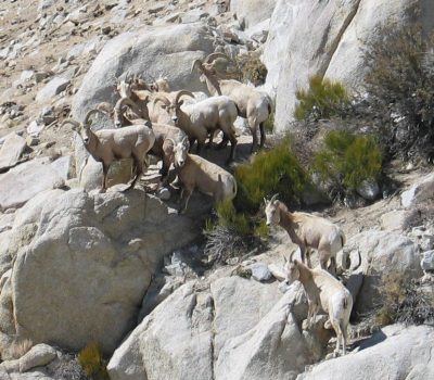 Sierra Nevada Bighorn Sheep 2