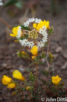 Eastside Wildflowers