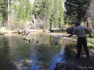 Fish Planting at Sabrina Campground