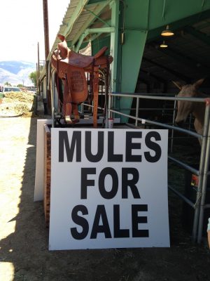 image: sign saying mules for sale