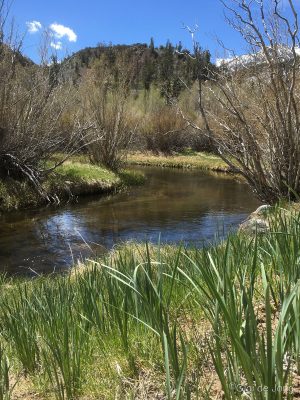 Wild Irisies about to bloom in Table Mountain Group Campground