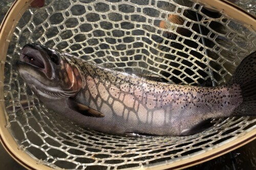 fish caught on the Lower Owens River