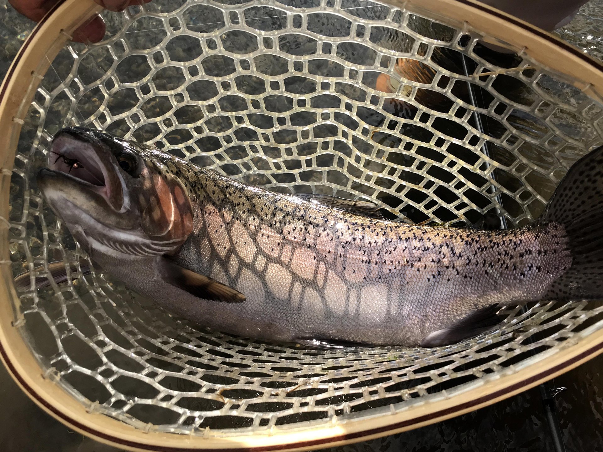 fish caught on the Lower Owens River