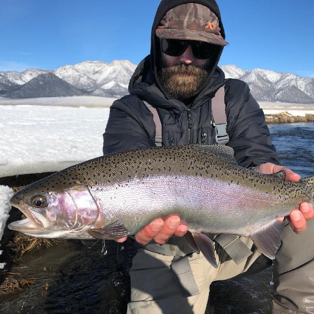 trout caught during winter fly fishing season on the Owens River