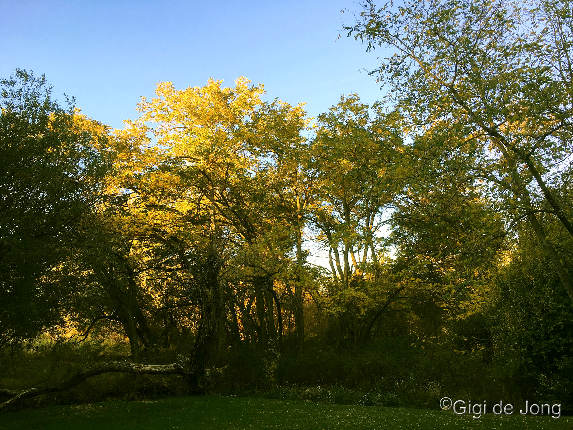 Izaak Walton Park in Bishop showcasing its fall foliage