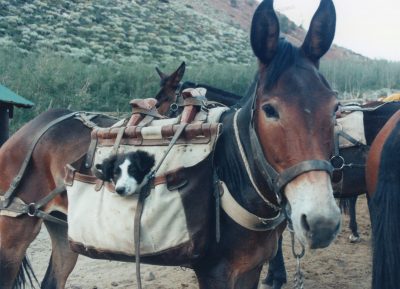 image of dog in a mule's pack bag