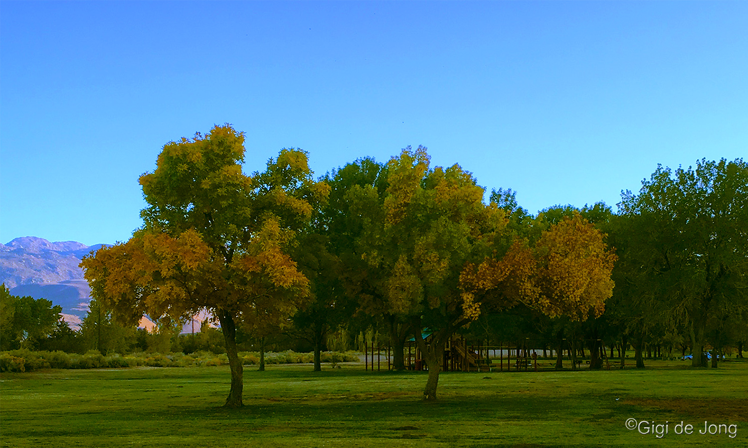 California foliage at Millpond Recreation Area