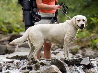 photo of leashed dog hiking with backpacker