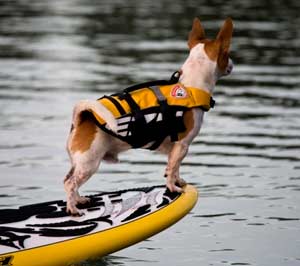 image of dog wearing a flotation vest