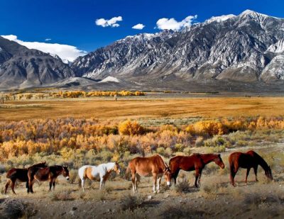 image of mules in pasture