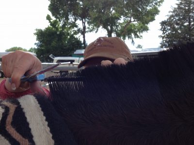 close up image of trimming a mule's mane.