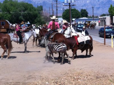 image of a zebra being ponied by a woman on horseback.