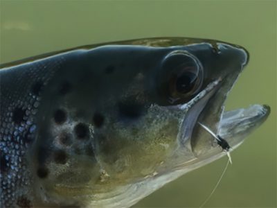 close up image of a trout with a fly in its mouth.