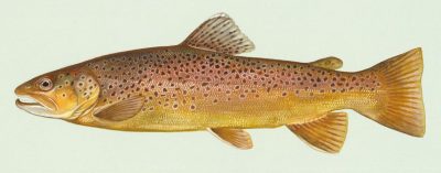 painting of a brown trout