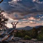Ancient Bristlecone pine trees overlooking a cloudy sky just outside of Bishop California