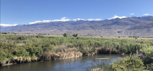 View of White Mountains from Owens River