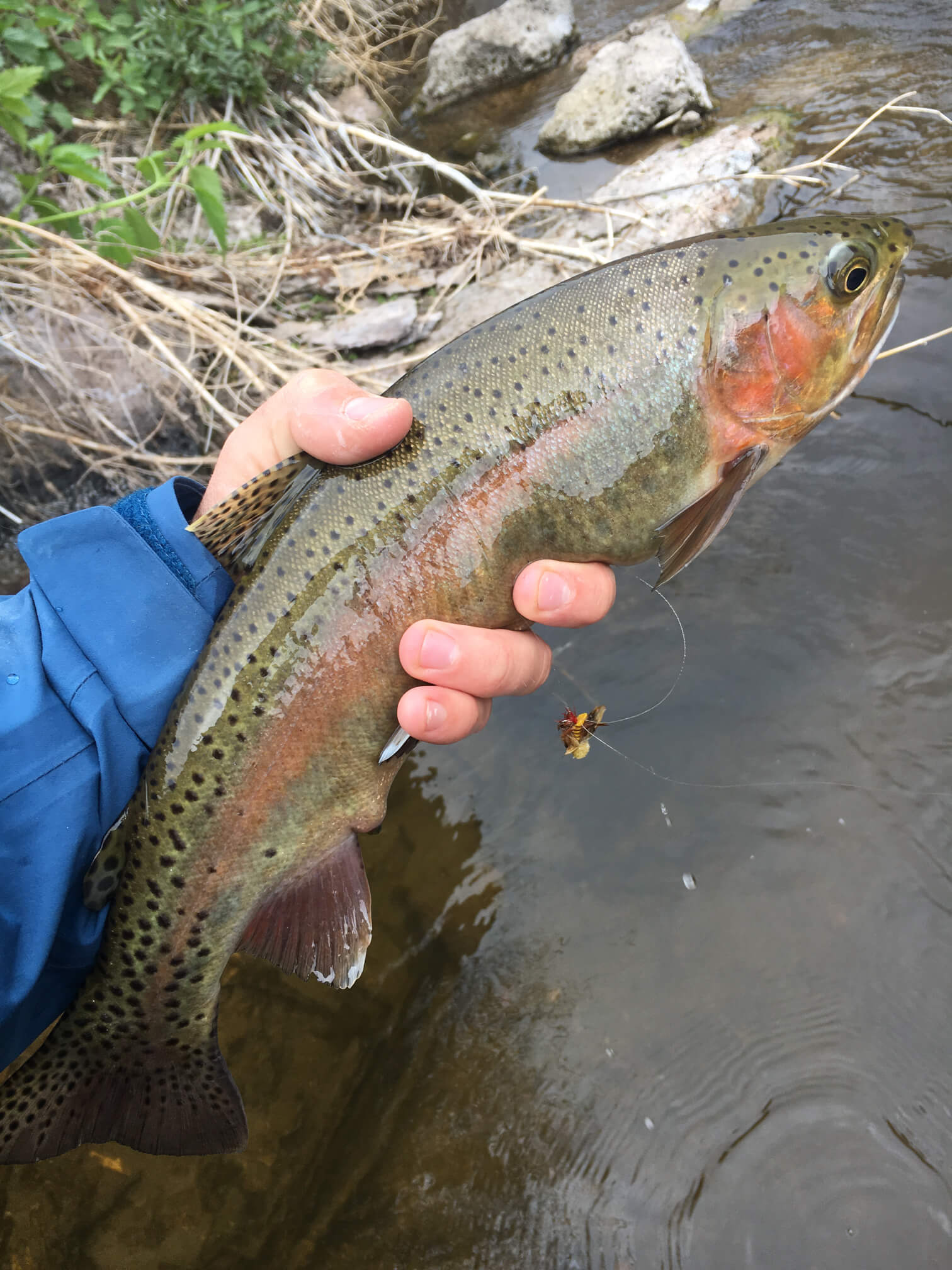 Boire Lake fishing report