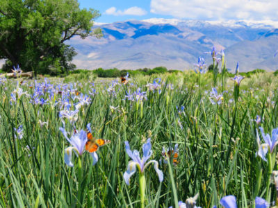 Field of wild iris with butterflies and snow capped mountains in the background
