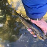 Wild Brown Trout from the Owens River