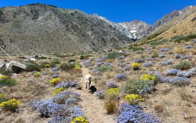 It’s A Pup’s Paradise In Bishop – Dog Friendly Activities And More