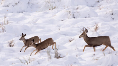Deer with fawns bound through snow in winter