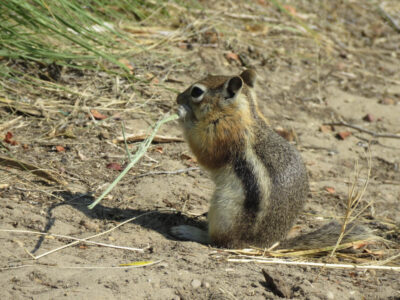Golden Mantled ground squirrel chewing on a stem of grass