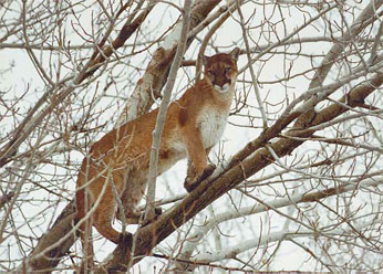 Mountain lion standing on a branch in a tree