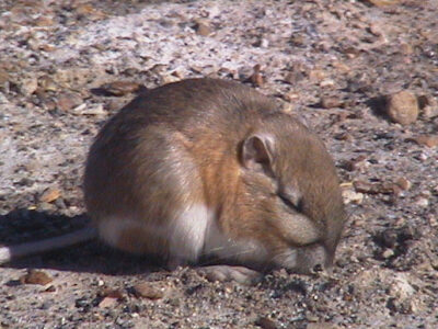 Chisel-toothed kangaroo rat foraging