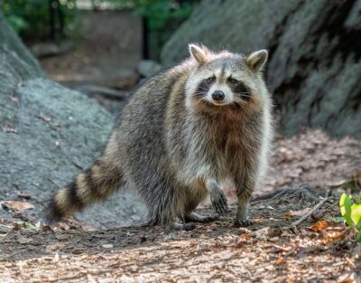 Raccoon seen in daytime, which is rare.