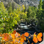 Fall Colors in Bishop Creek Canyon-near Lake Sabrina